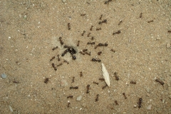 ants in front of nest entry