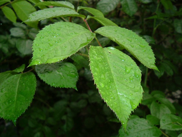 nature green leaf on rain